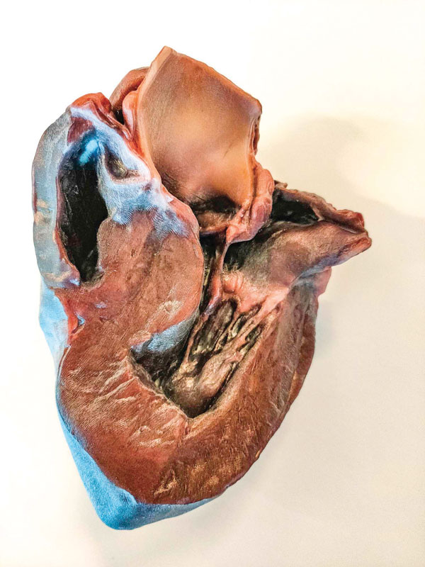 La stampante 3D di Mimaki ha consentito di produrre un cuore tridimensionale, con buone dimensioni e con una buona definizione dei dettagli, e - soprattuto - con un’ottima fedeltà cromatica.