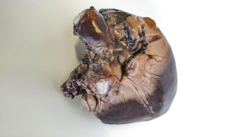 Il team di Università di Firenze e quello di Bompan hanno collaborato per stampare in 3D un cuore, utilizzando la stampante 3D UV LED 3DUJ-553 di Mimaki.