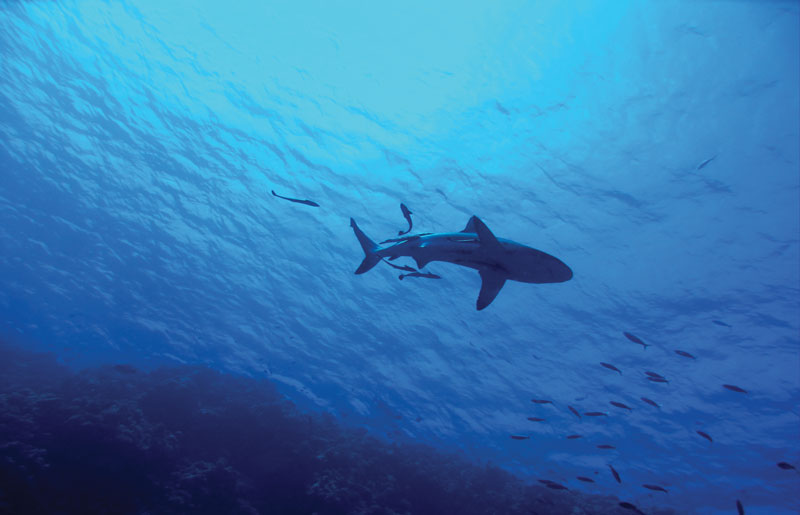 il successo duraturo delle aziende non deriva dalla battaglia contro competitor in mercati già esistenti, ma dalla creazione di “oceani blu”: nuovi spazi non sfruttati, in cui non ci sono (ancora) squali.
