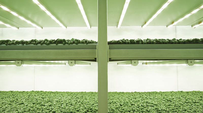 La vertical farming prevede la coltivazione di specie vegetali su più livelli sovrapposti.