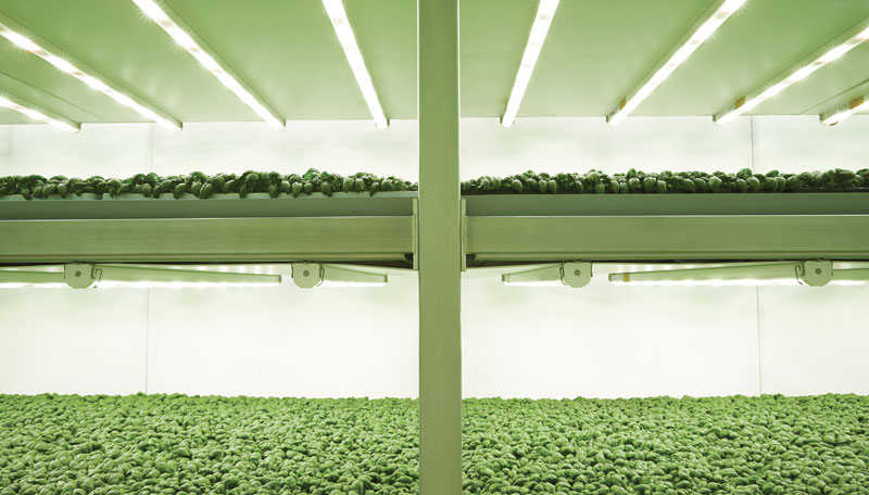 La vertical farming prevede la coltivazione di specie vegetali su più livelli sovrapposti.