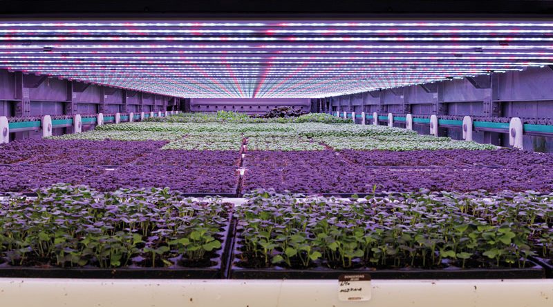 Una coltivazione verticale indoor e sostenibile
