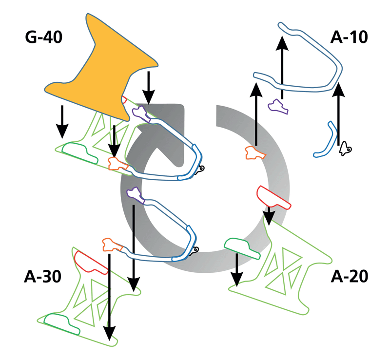 Figura 4. Rappresentazione schematica delle quattro stazioni di assemblaggio del cofano.