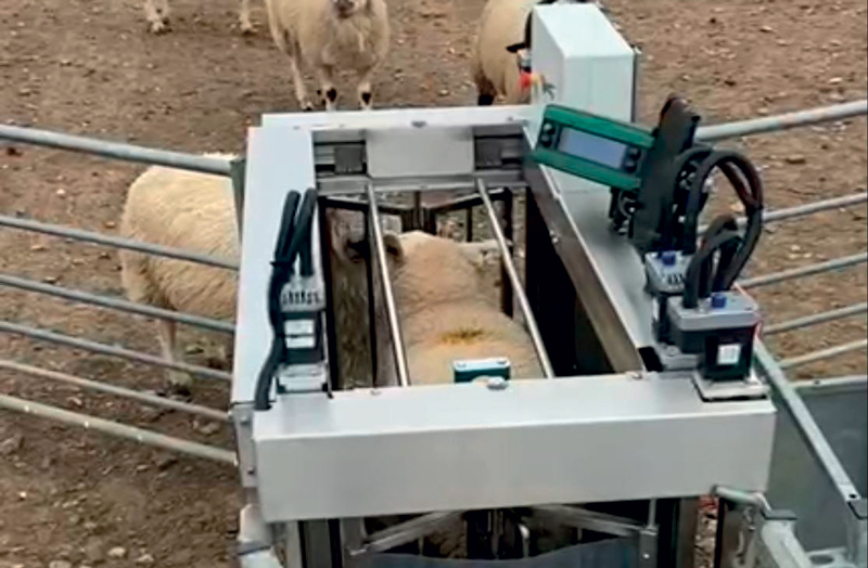 Pharmweigh’s Draft Master Auto Drafter in sheep-sorting action.